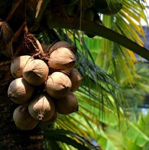 The capital of Vietnamese coconut is struggling to cope with saltwater intrusion