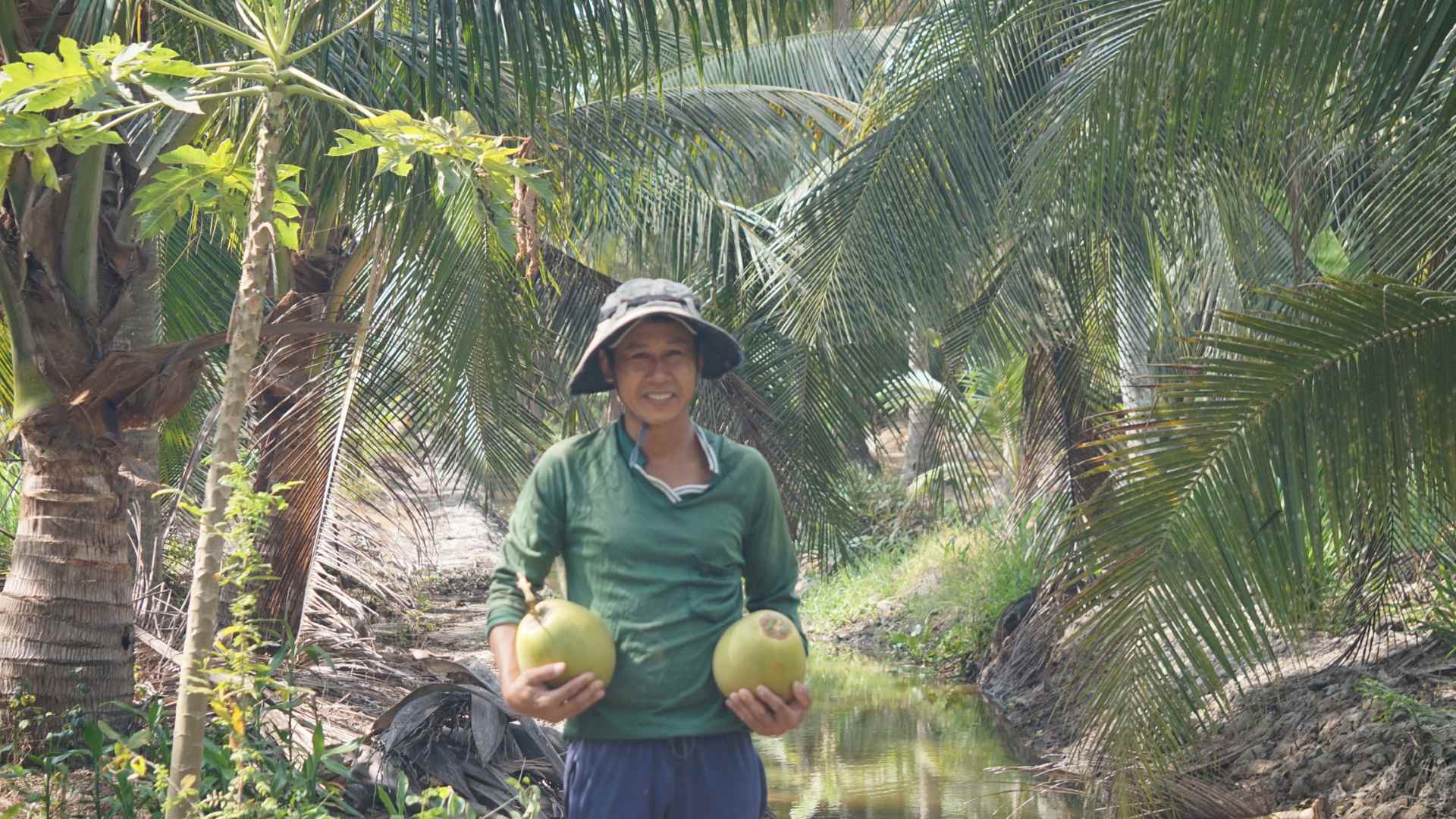 Semi husked coconut, Vietnamese semi husked coconut, Coconut farmer, Local farmers, Salinity, Saltwater Intrusion, Vietnamese coconut, Vietnamese coconut supplier, Import coconut, Coconut Exporter, Coconut Supplier, Fresh coconut, Tender coconut, Frozen Coconut Milk